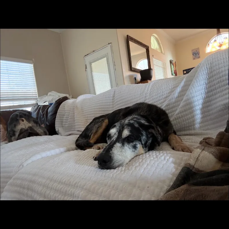 A senior large-sized male Mixed Breed dog named Drago for adoption in Crofton, MD