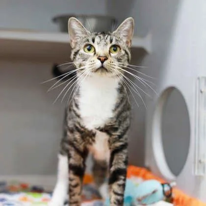 A young small-sized female Gray / Blue / Silver Domestic Short Hair cat named Janeway for adoption in Atlanta, GA