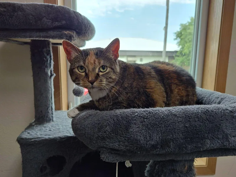 An adult medium-sized female Torbie Domestic Short Hair cat named Lilah for adoption in Wahpeton, ND