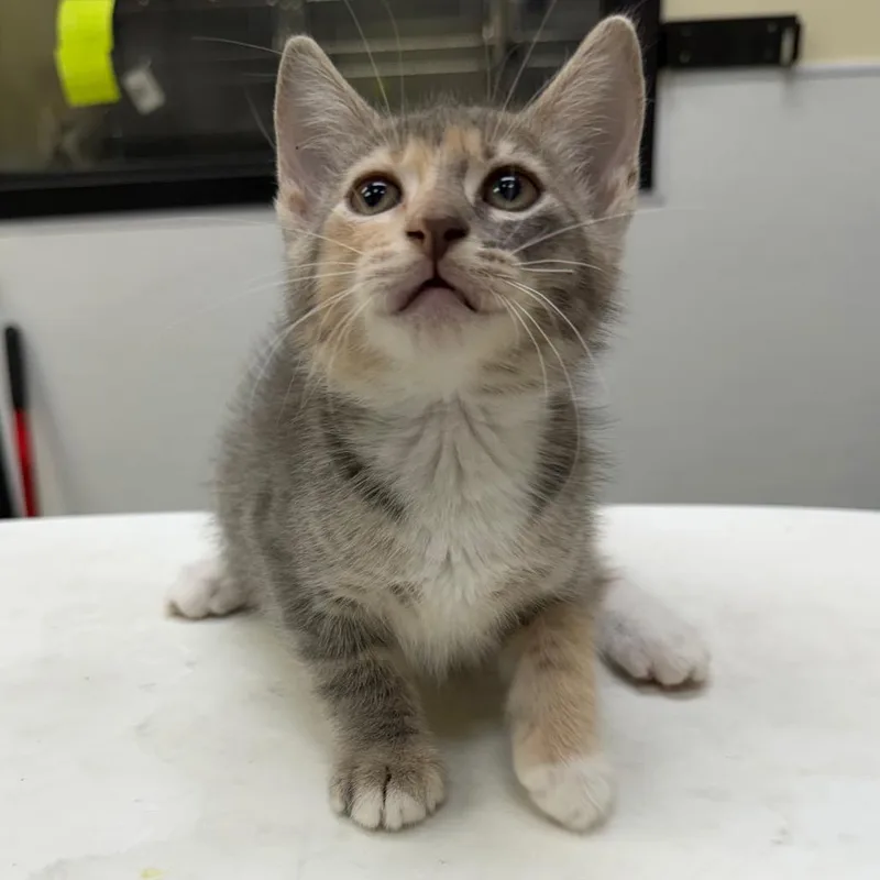 A baby small-sized female Gray / Blue / Silver Domestic Short Hair cat named Madonna for adoption in Galveston, TX