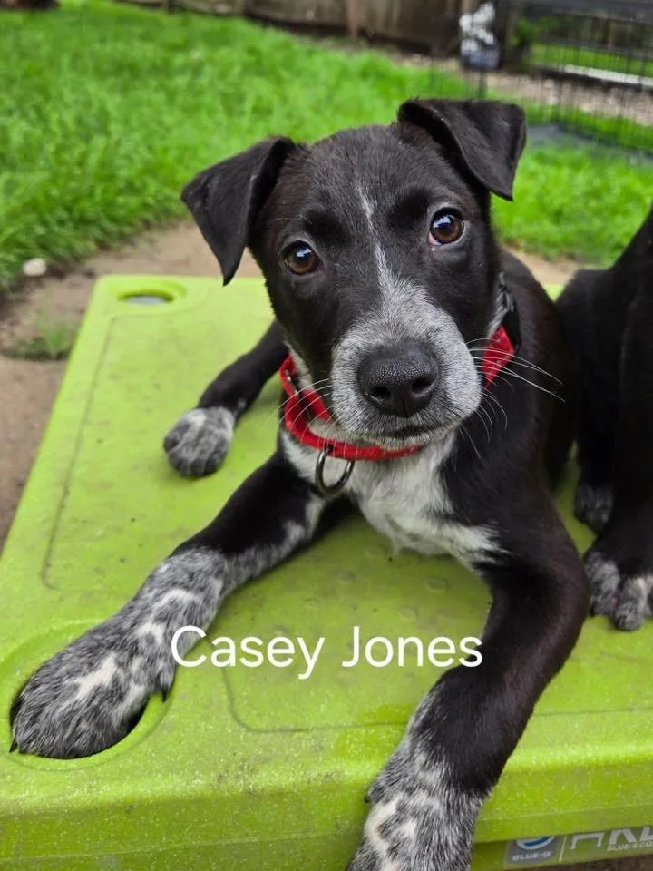 Casey Jones