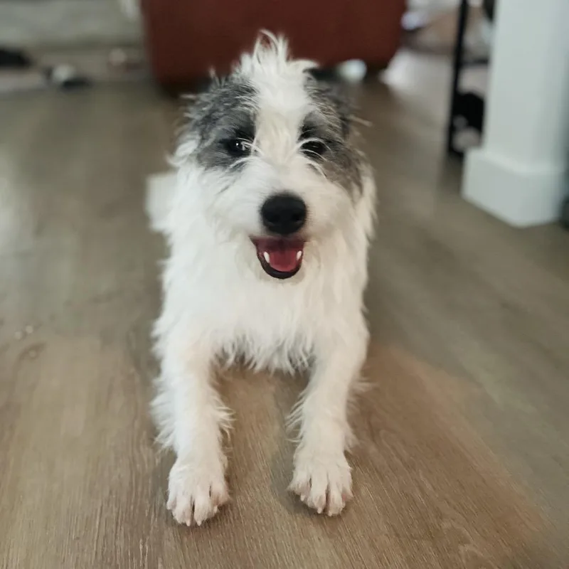 Winston