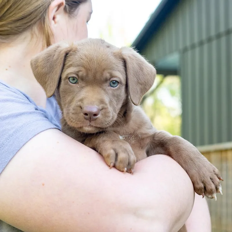 A baby medium-sized female Brown / Chocolate American Bulldog dog named Mapleavail for adoption in West Grove, PA