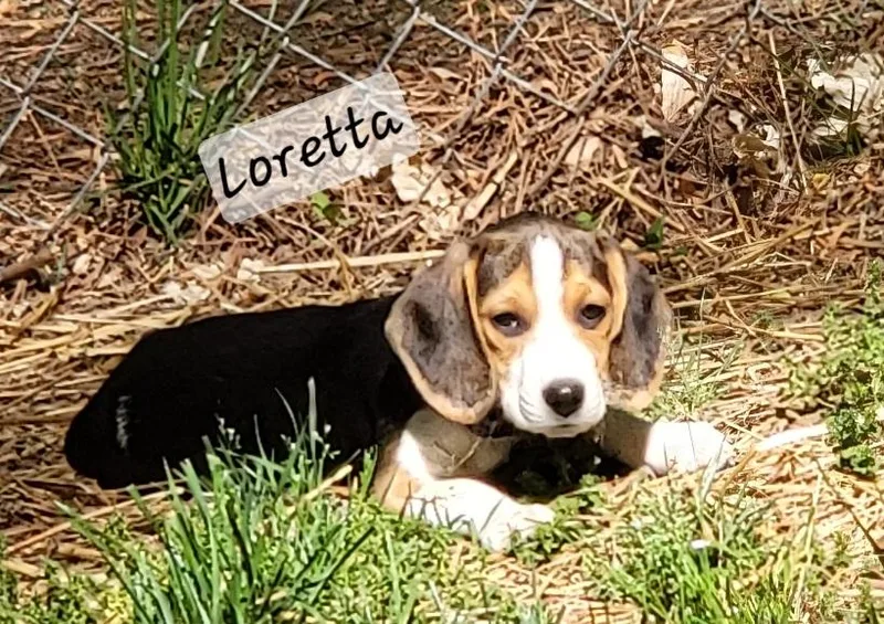 Loretta thumbnail 2