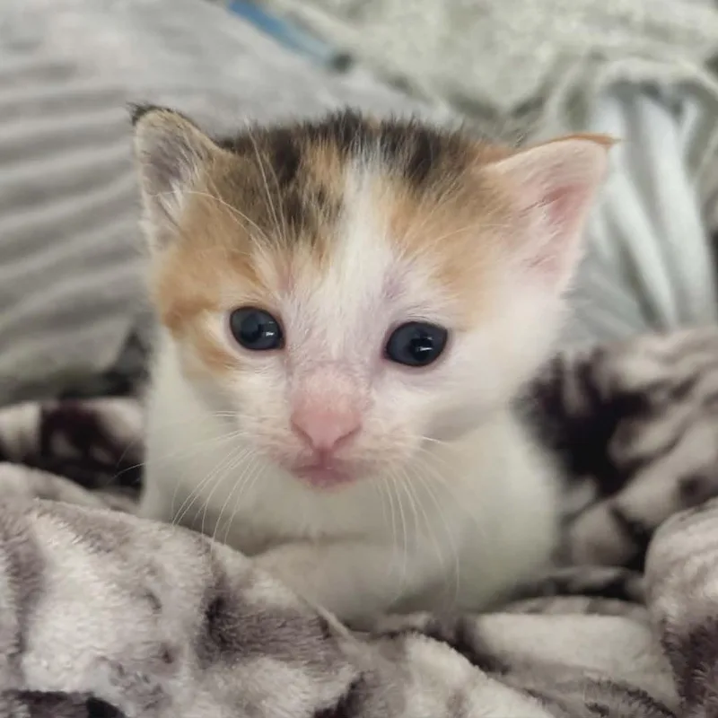 A baby small-sized female Calico Domestic Long Hair cat named Delilah for adoption in LYLE, MN