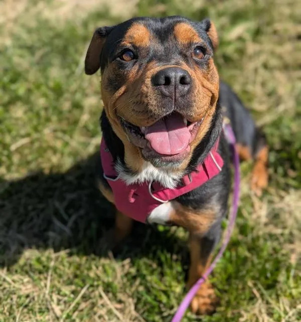 An adult medium-sized female Rottweiler dog named Pizza Roll for adoption in Santa Rosa, CA