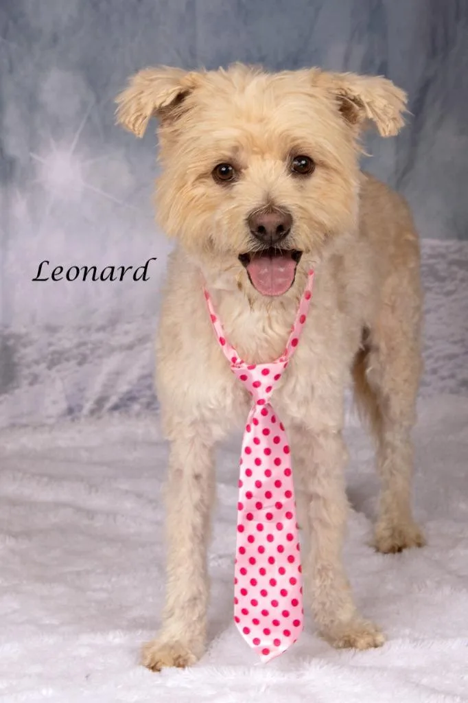 Leonard thumbnail 2