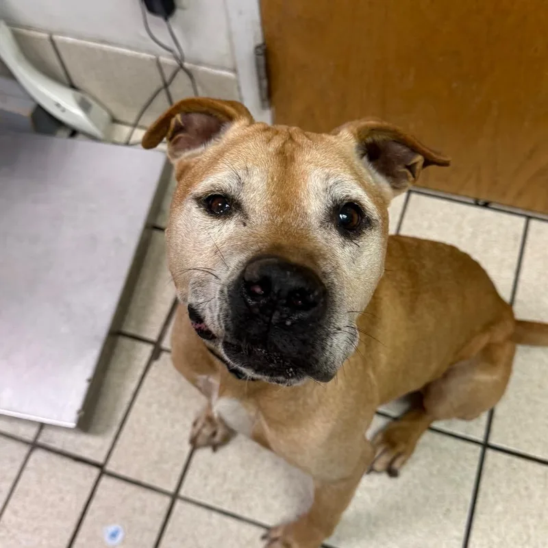 A senior medium-sized female White / Cream Mixed Breed dog named Shelby for adoption in Charleston, WV