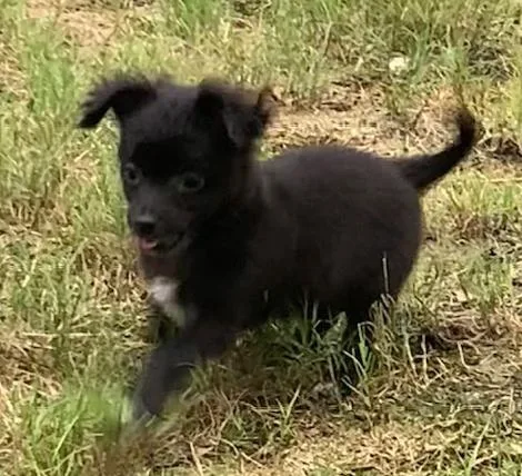A baby small-sized female Black Chihuahua dog named Layla for adoption in Smithfield, NC