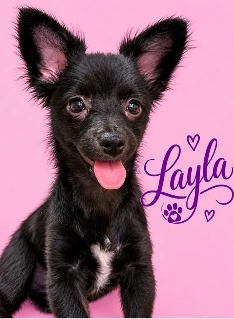 Layla thumbnail 2