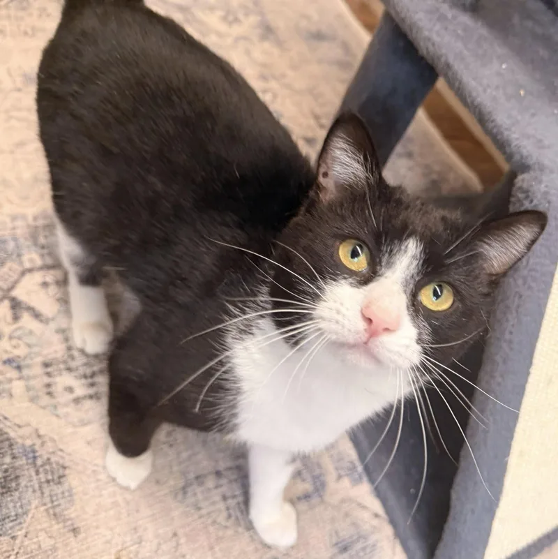 A young medium-sized male Black & White / Tuxedo Domestic Short Hair cat named Kofi for adoption in Indianapolis, IN