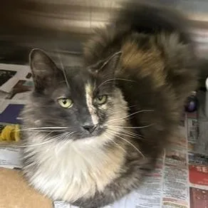 A senior large-sized female Domestic Medium Hair cat named Ronda for adoption in Novelty, OH