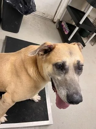 A senior extra large-sized male Mixed Breed dog named Max for adoption in Athens, GA
