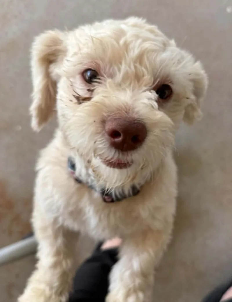 An adult small-sized male White / Cream Miniature Poodle dog named Owen for adoption in Longmont, CO