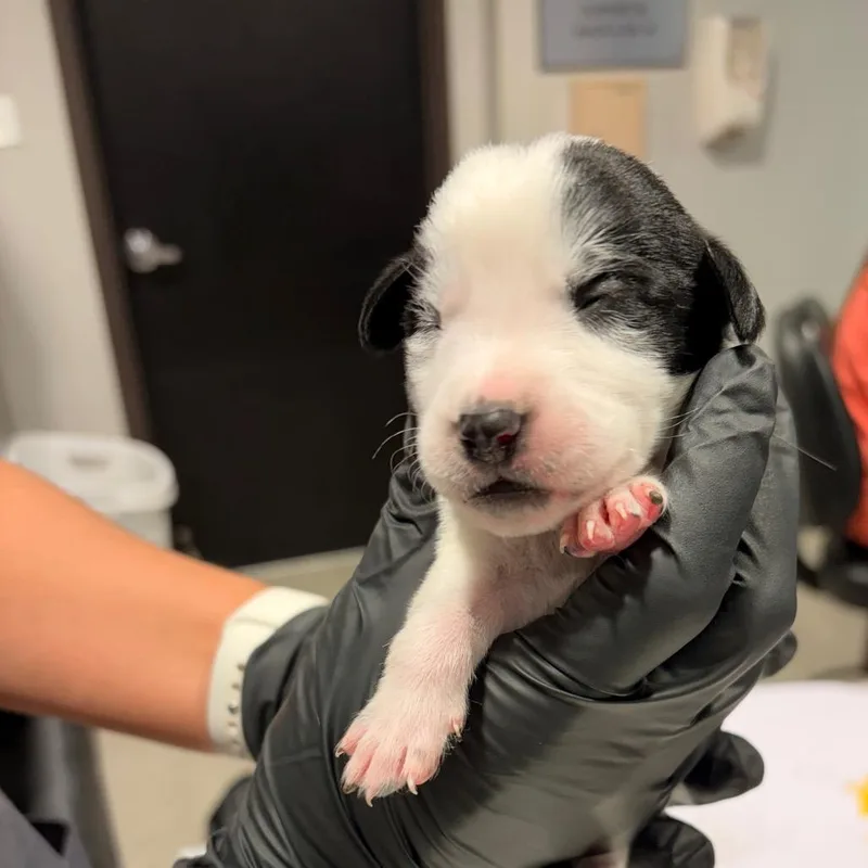 A baby medium-sized male Australian Cattle Dog / Blue Heeler dog named Mike for adoption in Tampa, FL