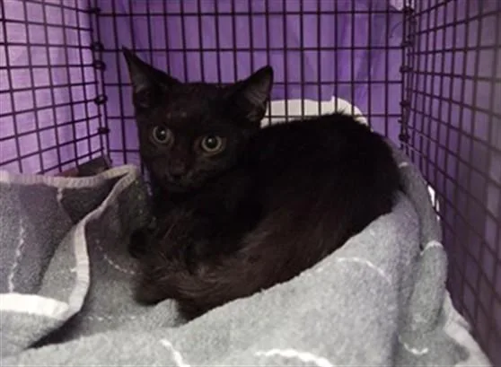 A baby small-sized male Domestic Short Hair cat named Gus for adoption in Fort Lauderdale, FL