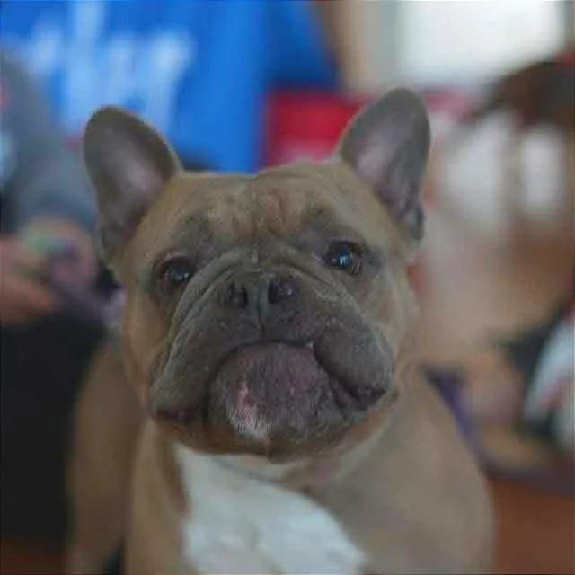Peaches thumbnail 4