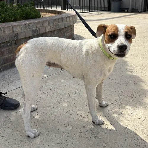 A young medium-sized female Yellow / Tan / Blond / Fawn Boxer dog named Maple for adoption in Lathrop, CA