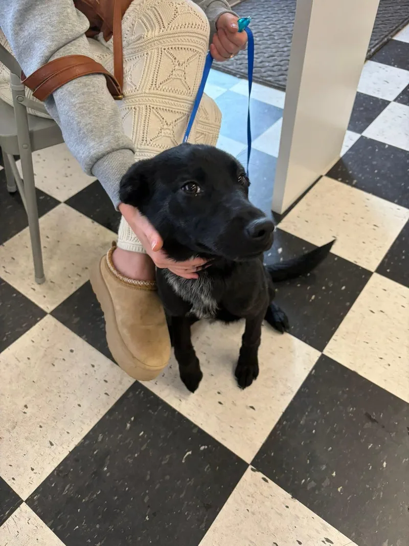 A young large-sized female Labrador Retriever dog named Coconut for adoption in Pocatello, ID