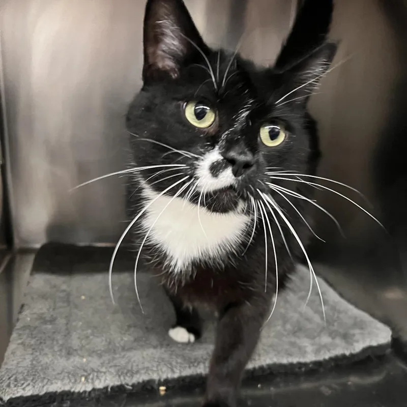 An adult extra large-sized male Black Domestic Short Hair cat named Double Quarter Pounder for adoption in Las Vegas, NV