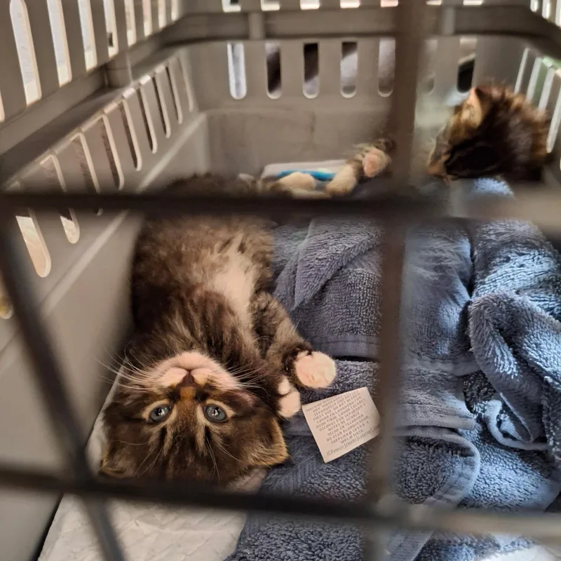 A baby small-sized male Domestic Long Hair cat named Billy for adoption in Davidson, NC
