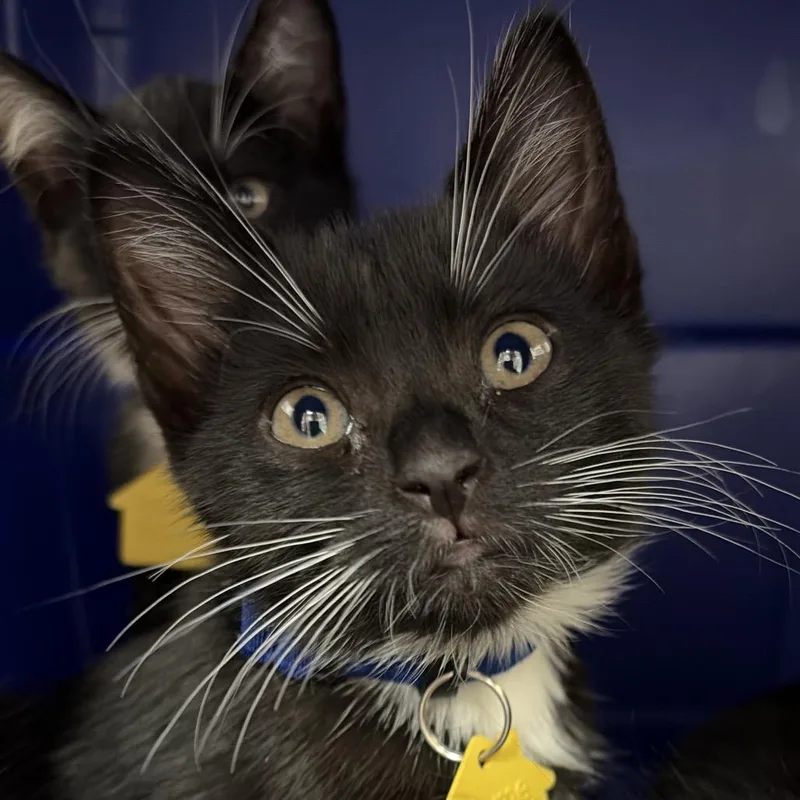 A baby small-sized female Domestic Long Hair cat named Pinecone for adoption in Springfield, MA