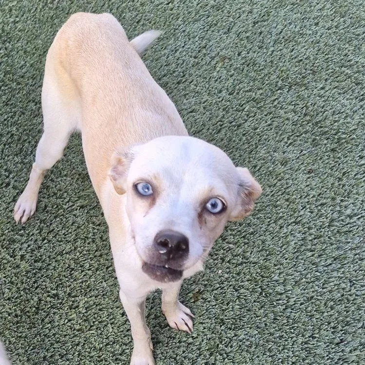 An adult small-sized female White / Cream Chihuahua dog named Crystal for adoption in Carrollton, TX