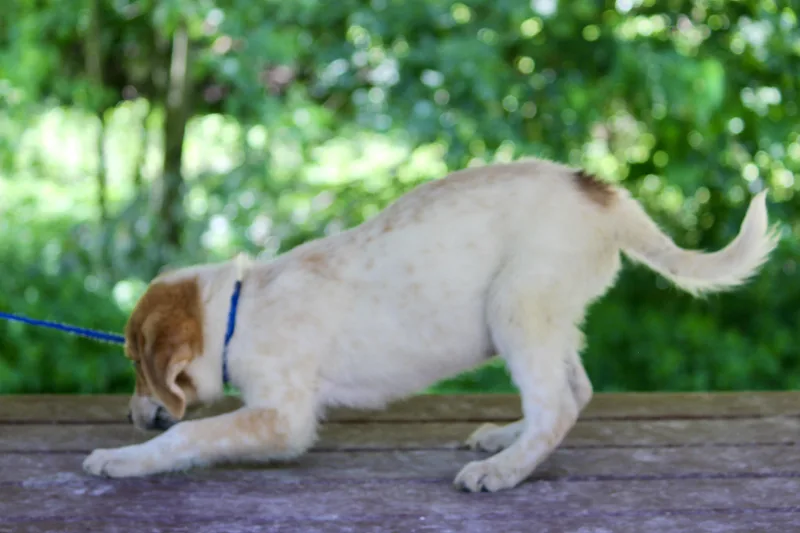 A baby medium-sized male White / Cream Mixed Breed dog named Shang for adoption in Brazil, IN