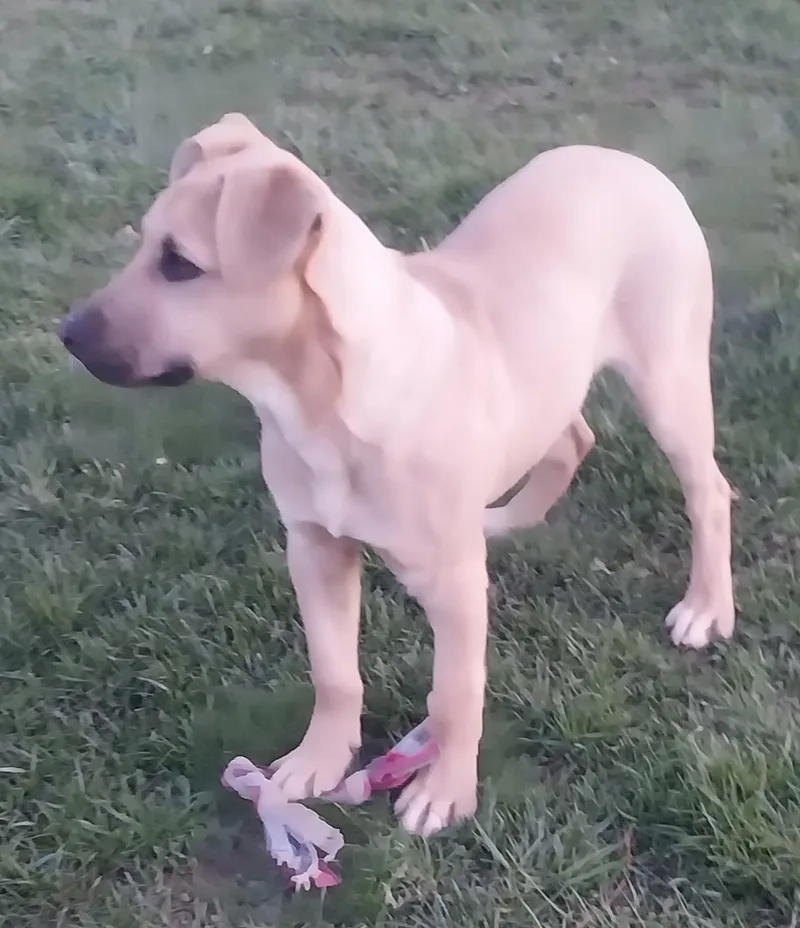 Maverick thumbnail 2