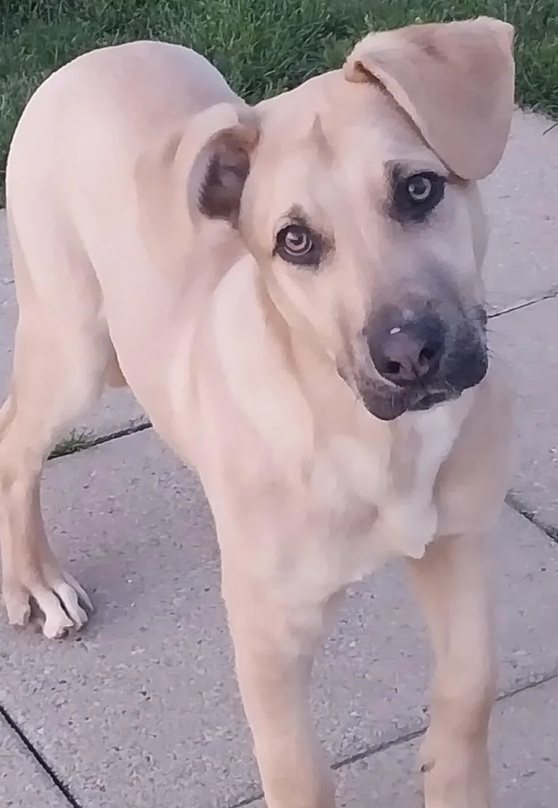 A young large-sized male Yellow / Tan / Blond / Fawn German Shepherd Dog dog named Maverick for adoption in Louisville, OH