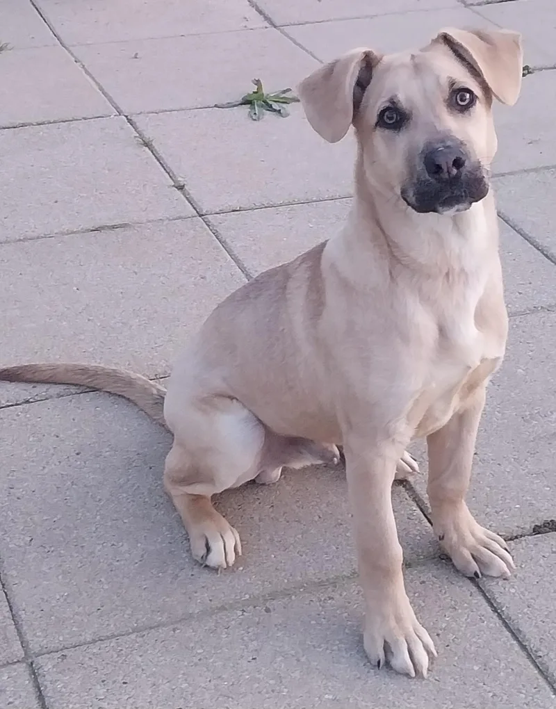 Maverick thumbnail 3