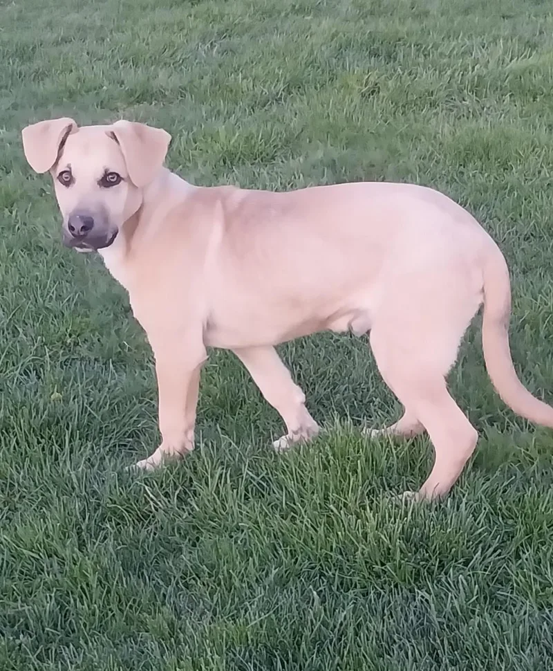 Maverick thumbnail 5