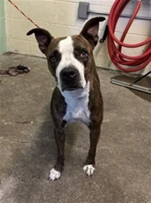 A young medium-sized female Pit Bull Terrier dog named Mothra for adoption in Sacramento, CA