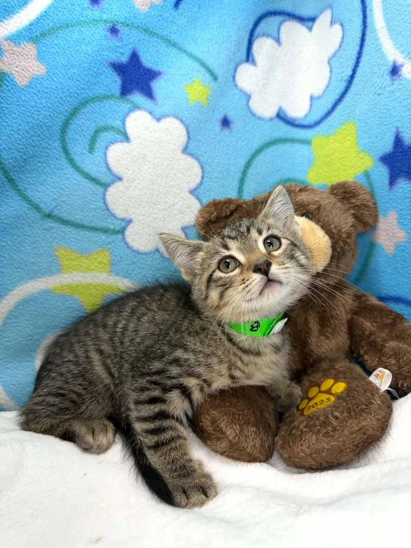 A baby medium-sized male Tabby cat named Emilio for adoption in Tavares, FL