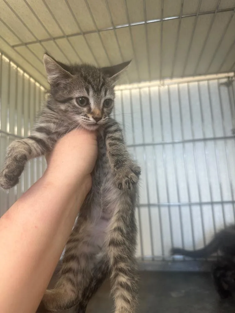 Gnocchi thumbnail 2