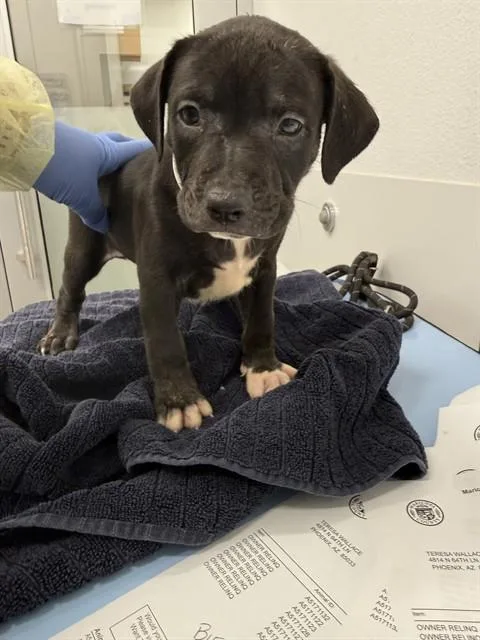A baby large-sized female Pit Bull Terrier dog named Autumn for adoption in Mesa, AZ