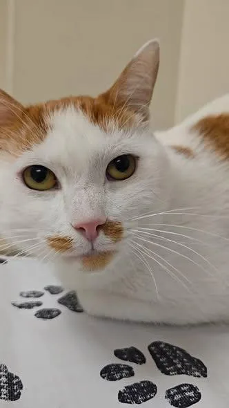 An adult medium-sized male Orange & White Domestic Short Hair cat named Beauty for adoption in Reading, PA