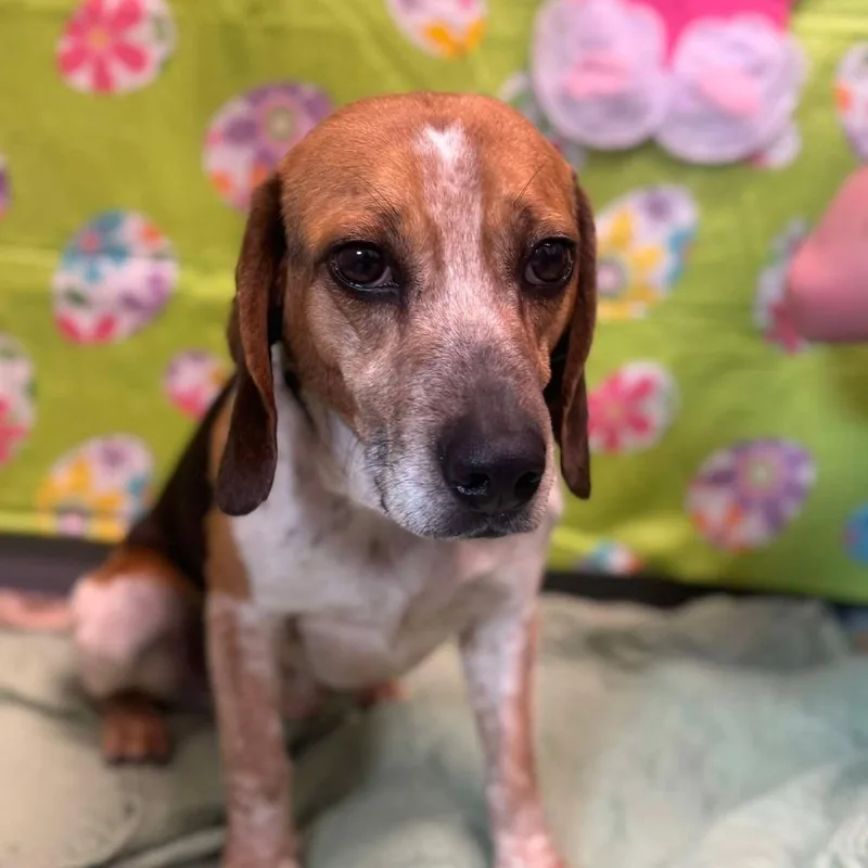 A young medium-sized male Brown / Chocolate Beagle dog named Critter for adoption in Beckley, WV
