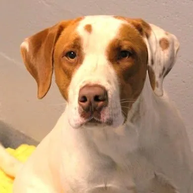 An adult medium-sized male White / Cream Hound dog named Gomer for adoption in Fredericksburg, VA