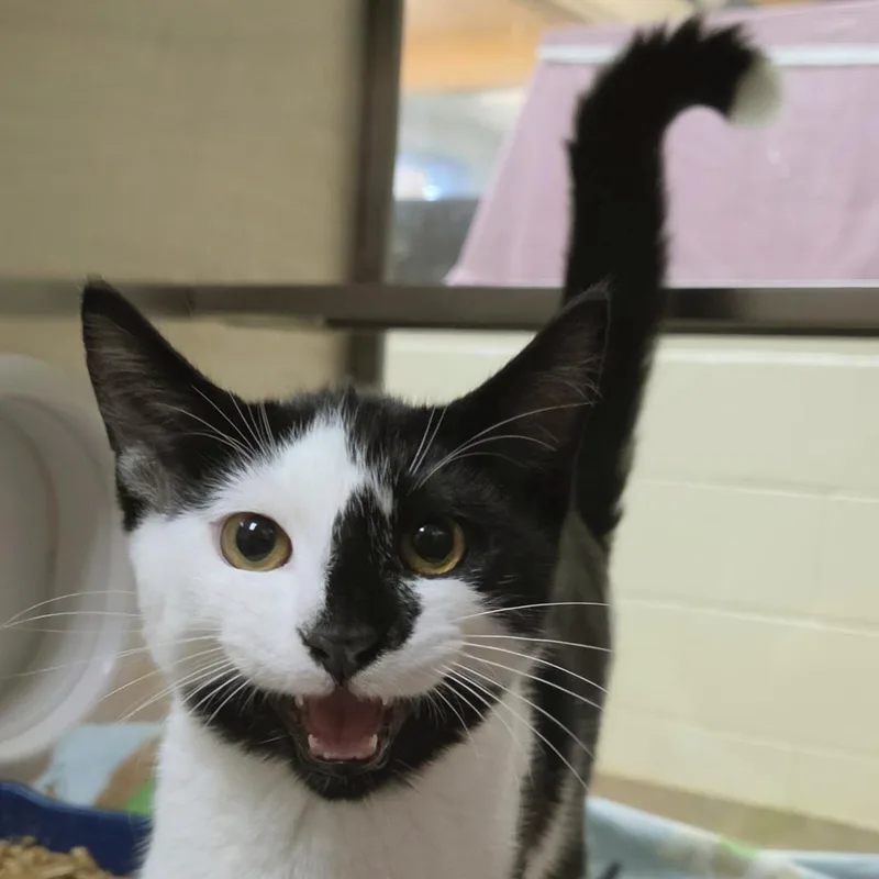 A baby medium-sized male Domestic Short Hair cat named Swiss Roll for adoption in Plover, WI