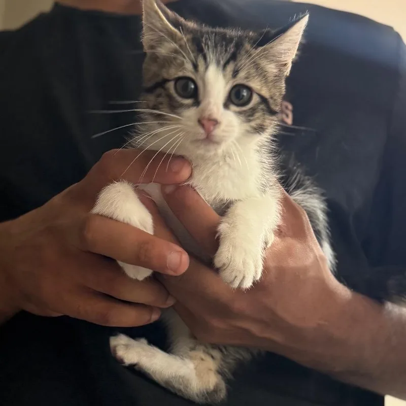 A baby small-sized male Brown / Chocolate Domestic Short Hair cat named Beavis for adoption in Buffalo, MN