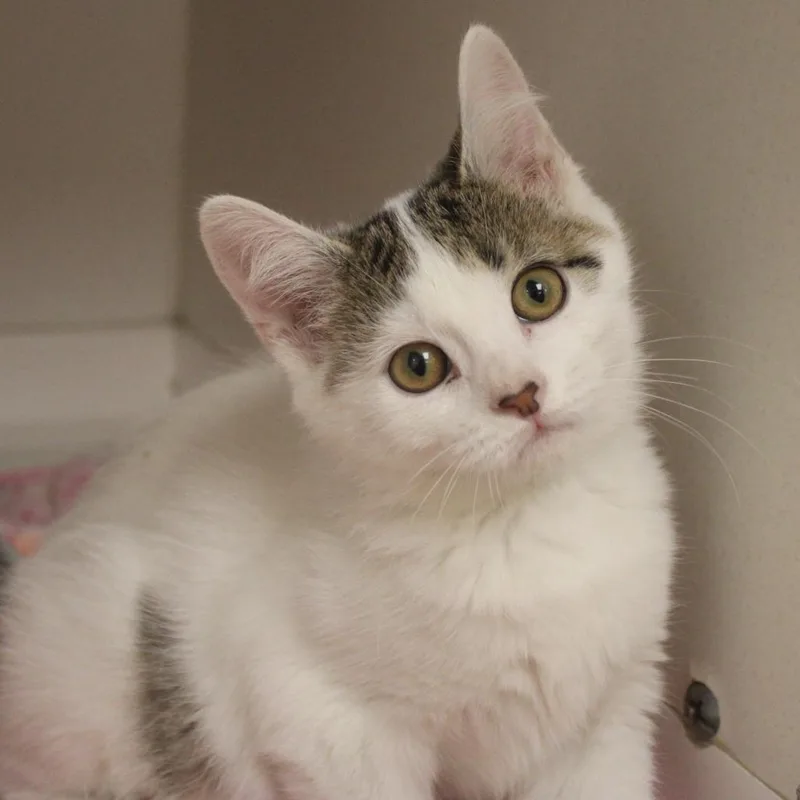 A baby small-sized female Domestic Short Hair cat named Aprilia for adoption in Champaign, IL