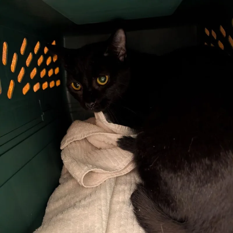 A young medium-sized female Domestic Short Hair cat named Lovely for adoption in Fairport, NY