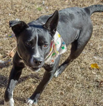 Cranberry thumbnail 2