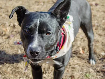 Cranberry thumbnail 3