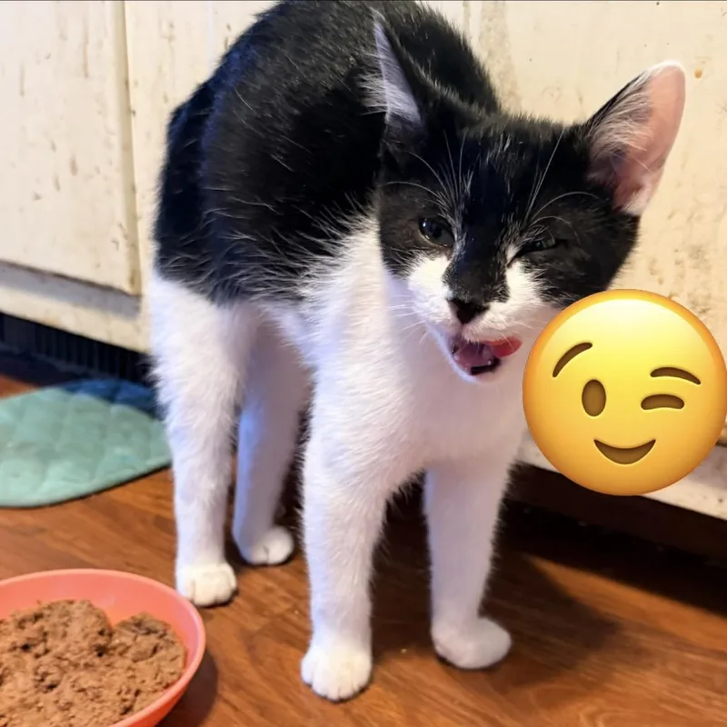 Bosco