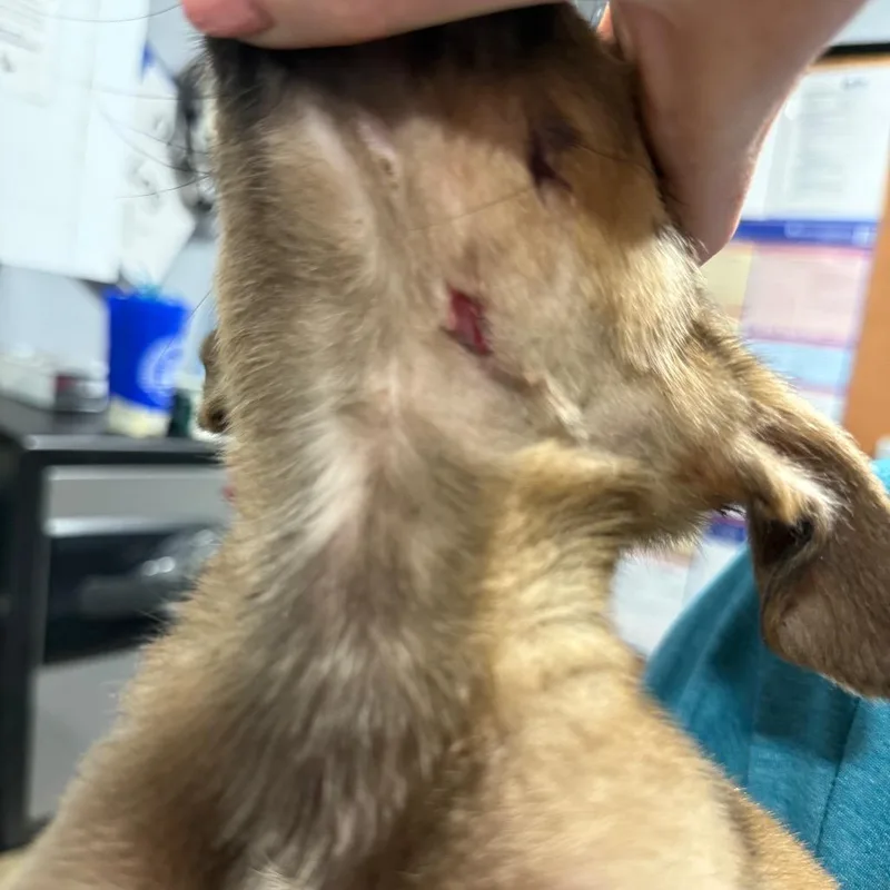 Dobby thumbnail 4