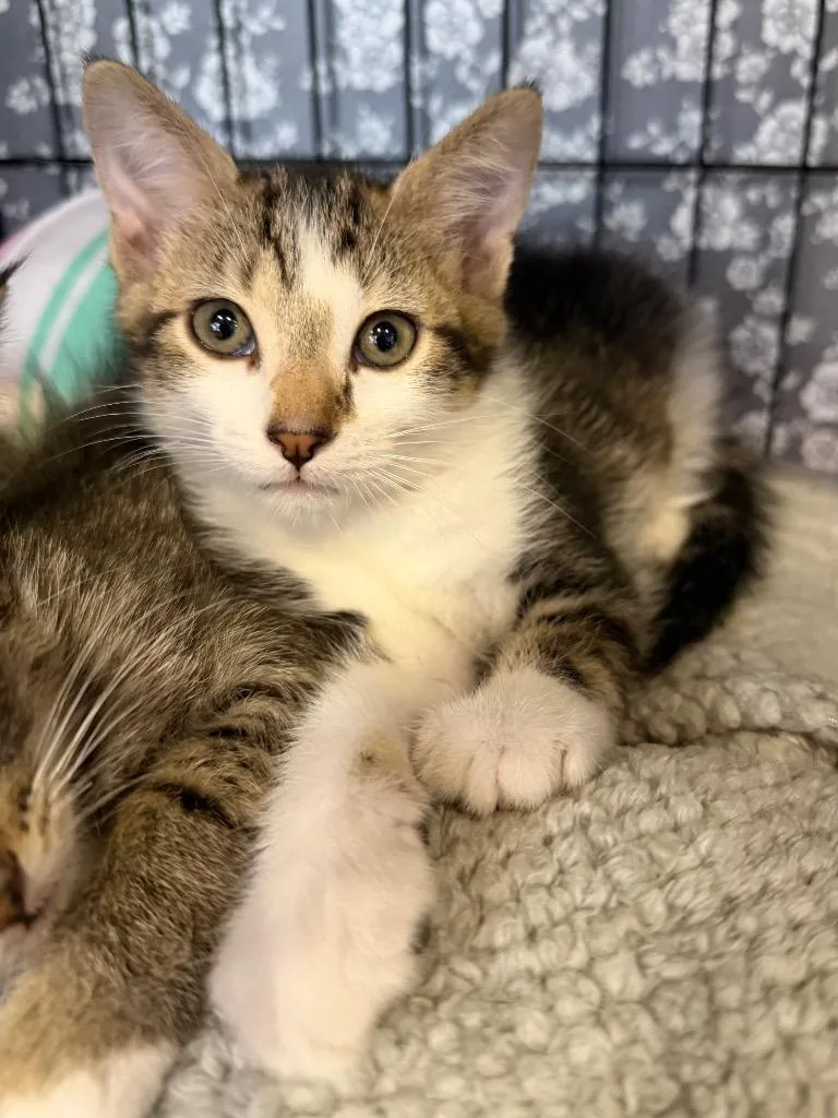 A baby medium-sized male Domestic Short Hair cat named Tube Top for adoption in Cincinnati, OH