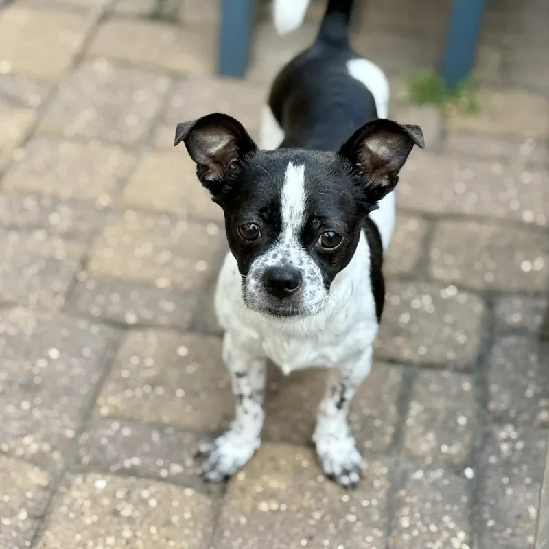 A senior small-sized female White / Cream Chihuahua dog named Aryn D for adoption in Princeton, MN