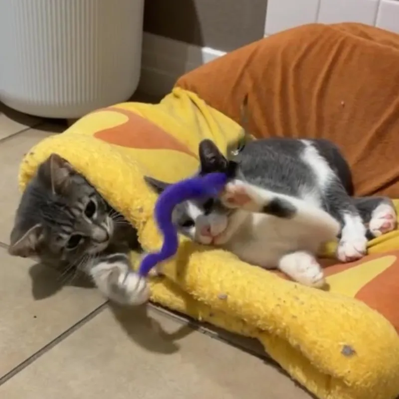 A baby small-sized male Gray / Blue / Silver Domestic Short Hair cat named Thunder for adoption in Los Angeles, CA